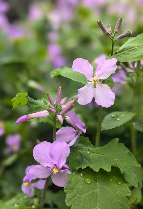 哪些兰花品种在2月开花？-图1