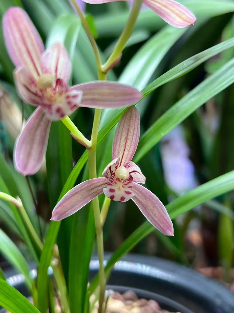 哪些兰花品种在2月开花？-图3