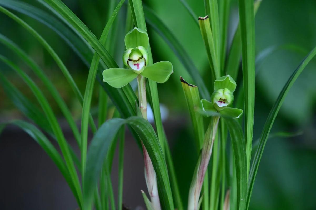 哪些兰花品种在2月开花？-图2