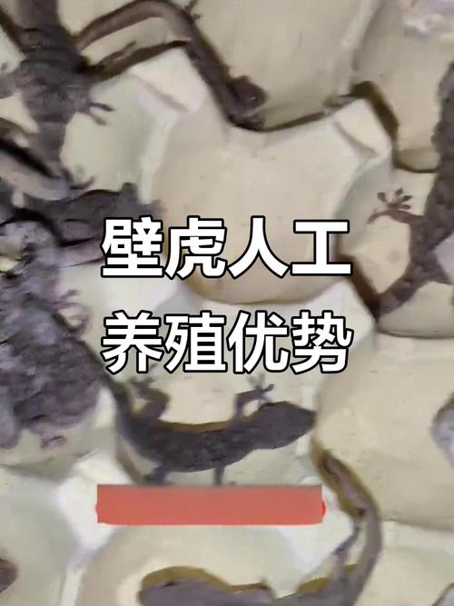 壁虎养殖技术2025年-图1 壁虎养殖技术2025年-图1