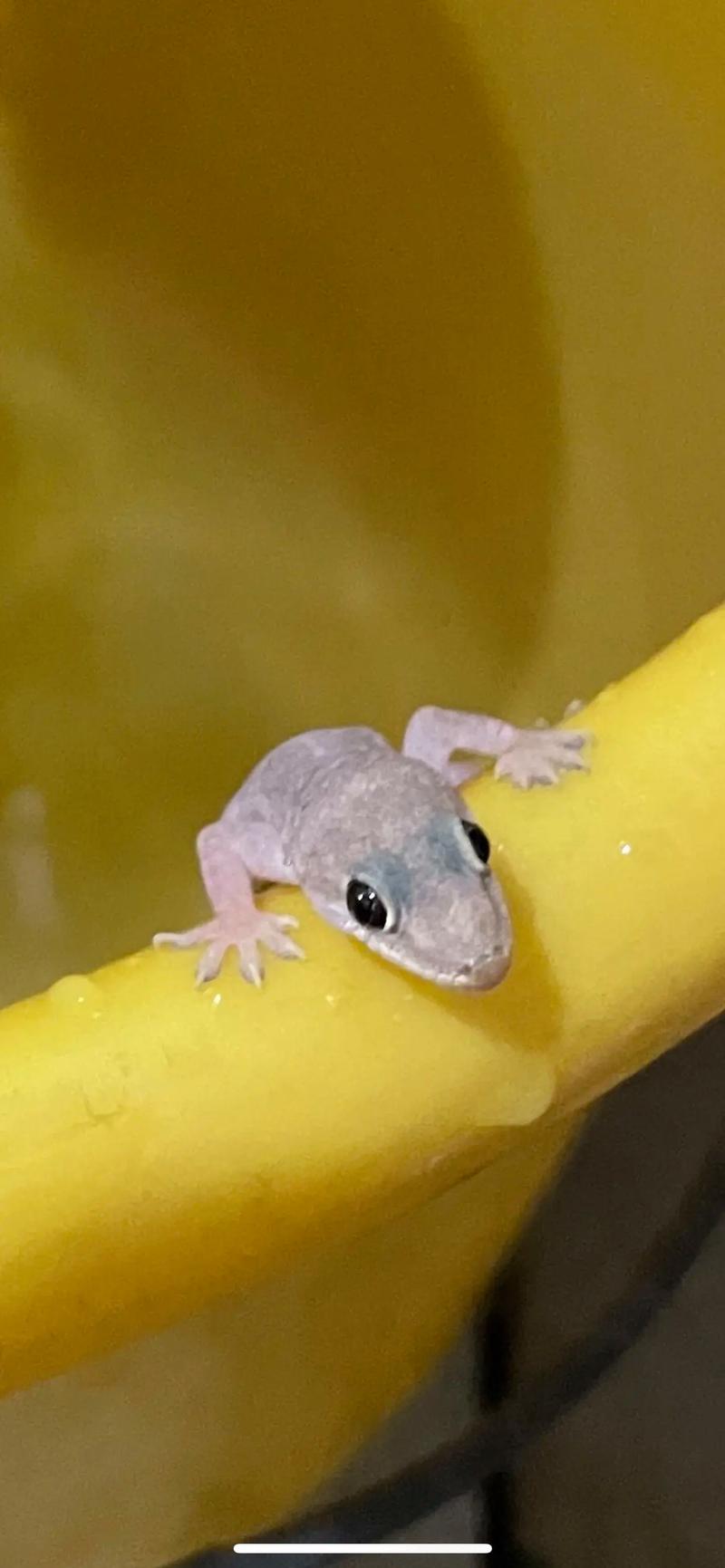 壁虎养殖技术2025年-图2