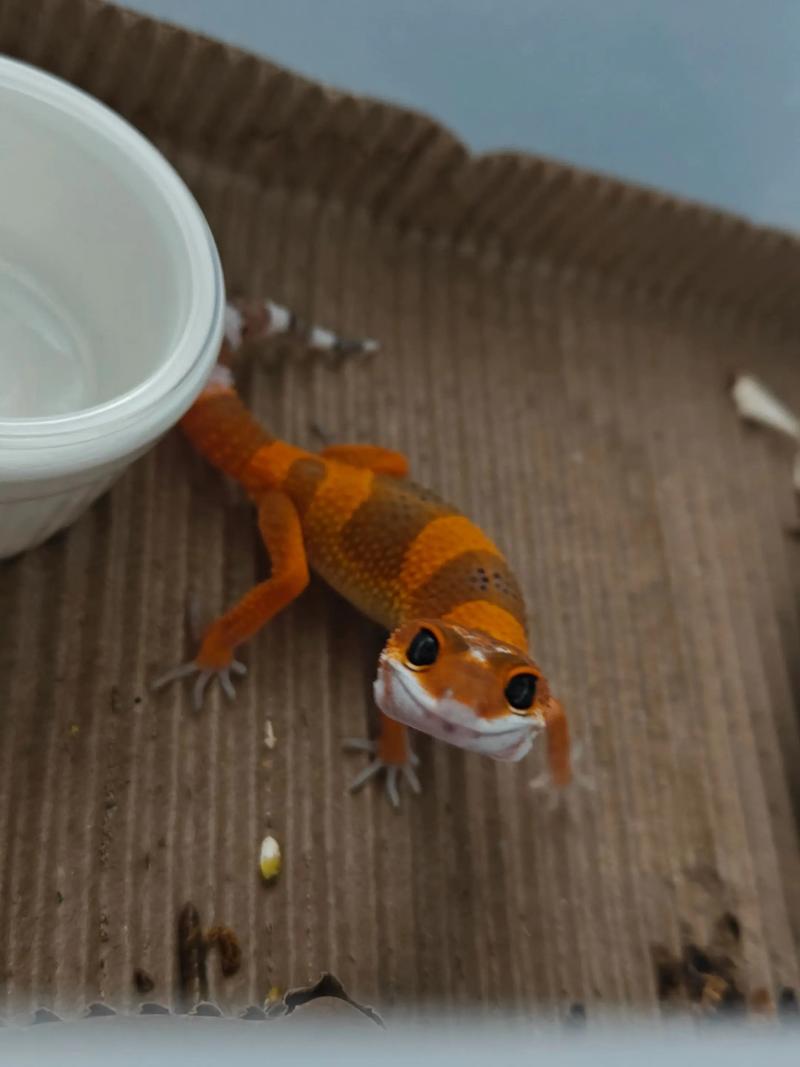 壁虎养殖技术2025年-图3