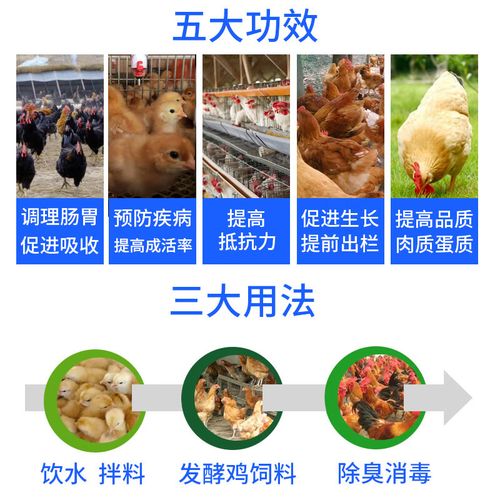 益生菌养鸡技术视频,如何提升养殖效益?-图2 益生菌养鸡技术视频,如何提升养殖效益?-图2