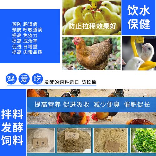 益生菌养鸡技术视频,如何提升养殖效益?-图3 益生菌养鸡技术视频,如何提升养殖效益?-图3