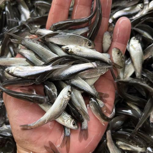 鲮鱼养殖技术视频 网站-图2 鲮鱼养殖技术视频 网站-图2