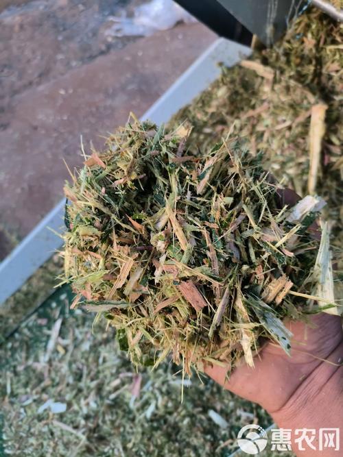 玉米成熟秸秆为何仍青?品种特性有何奥秘?-图2 玉米成熟秸秆为何仍青?品种特性有何奥秘?-图2