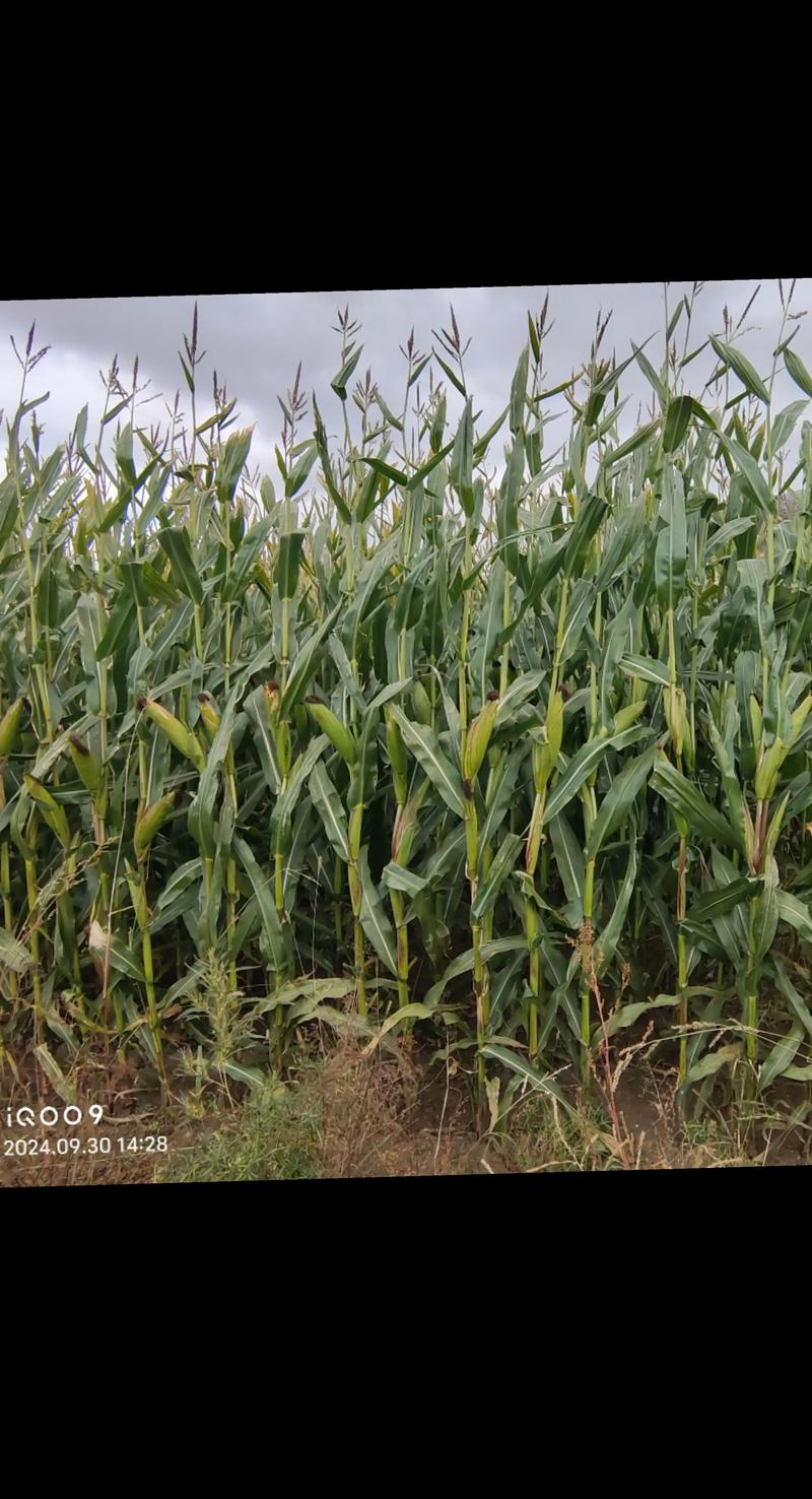 玉米成熟秸秆为何仍青?品种特性有何奥秘?-图1 玉米成熟秸秆为何仍青?品种特性有何奥秘?-图1
