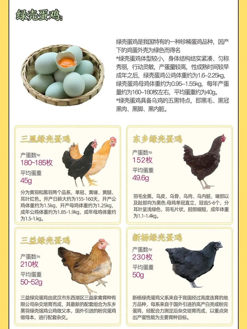 散养什么鸡品种产蛋率最高?-图1 散养什么鸡品种产蛋率最高?-图1