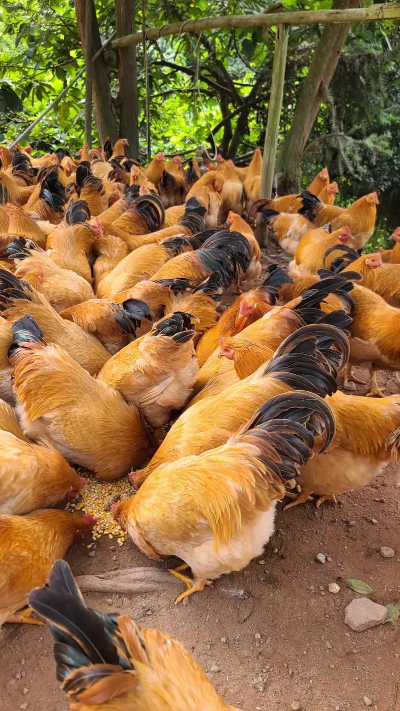 散养什么鸡品种产蛋率最高?-图2 散养什么鸡品种产蛋率最高?-图2