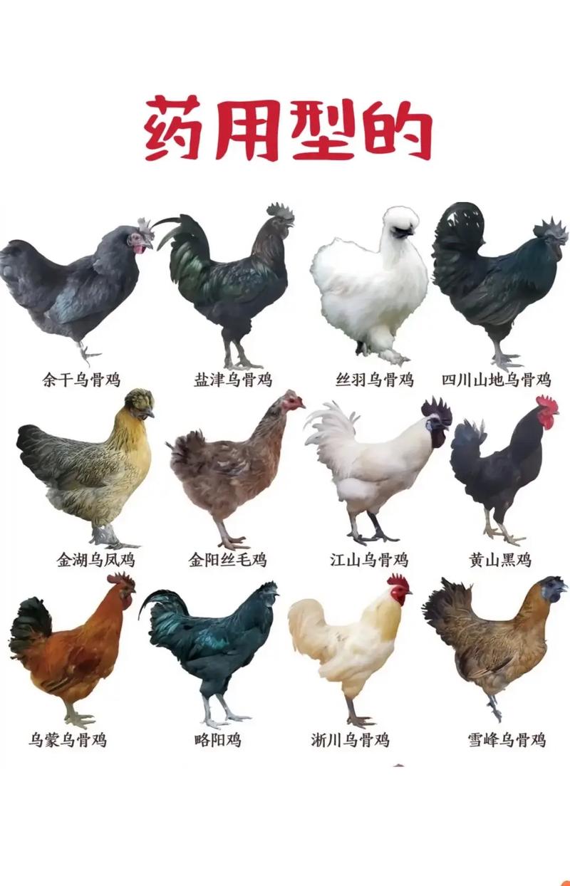 散养什么鸡品种产蛋率最高？-图3