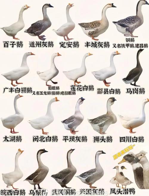 市场养什么品种的鹅最多-图2 市场养什么品种的鹅最多-图2