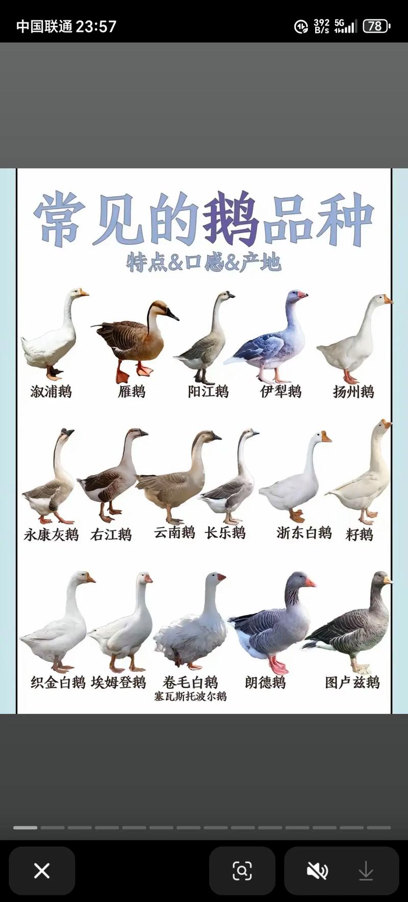 市场养什么品种的鹅最多-图1 市场养什么品种的鹅最多-图1