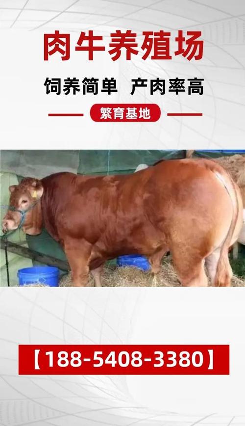 肉牛快速催肥技术有哪些关键点?-图2 肉牛快速催肥技术有哪些关键点?-图2