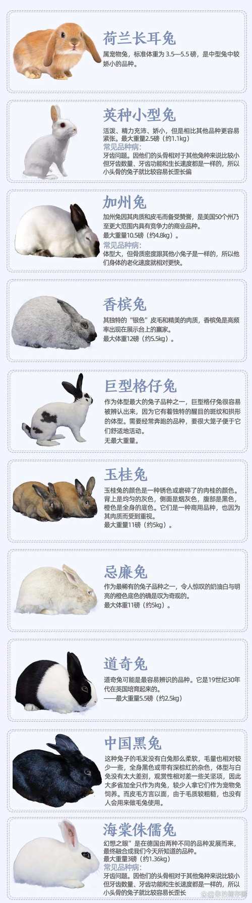 中国兔品种有哪些？看图识兔全在这？-图3