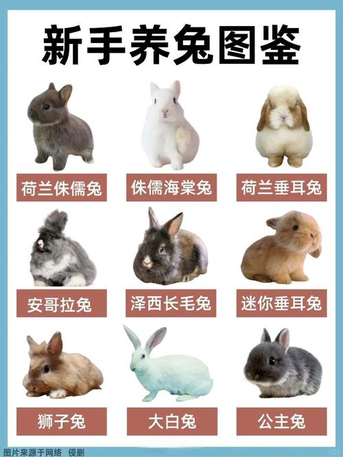 中国兔品种有哪些？看图识兔全在这？-图1
