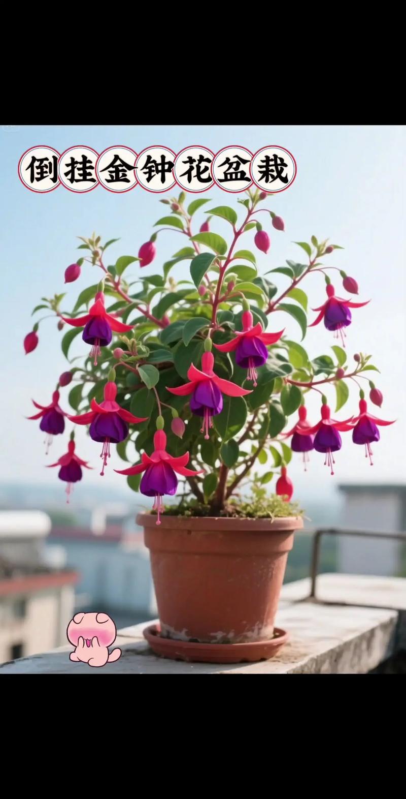 法国灯笼花有哪些品种?-图1 法国灯笼花有哪些品种?-图1