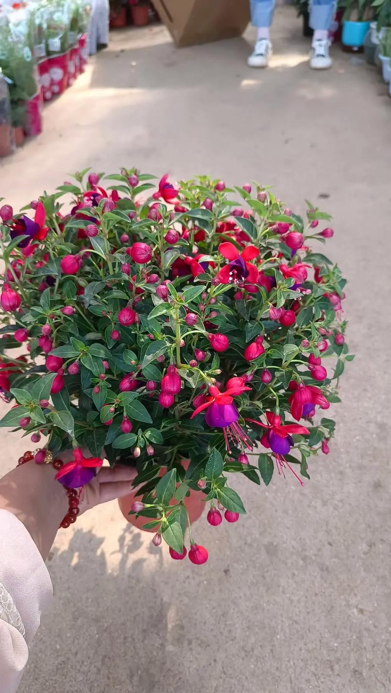 法国灯笼花有哪些品种?-图2 法国灯笼花有哪些品种?-图2