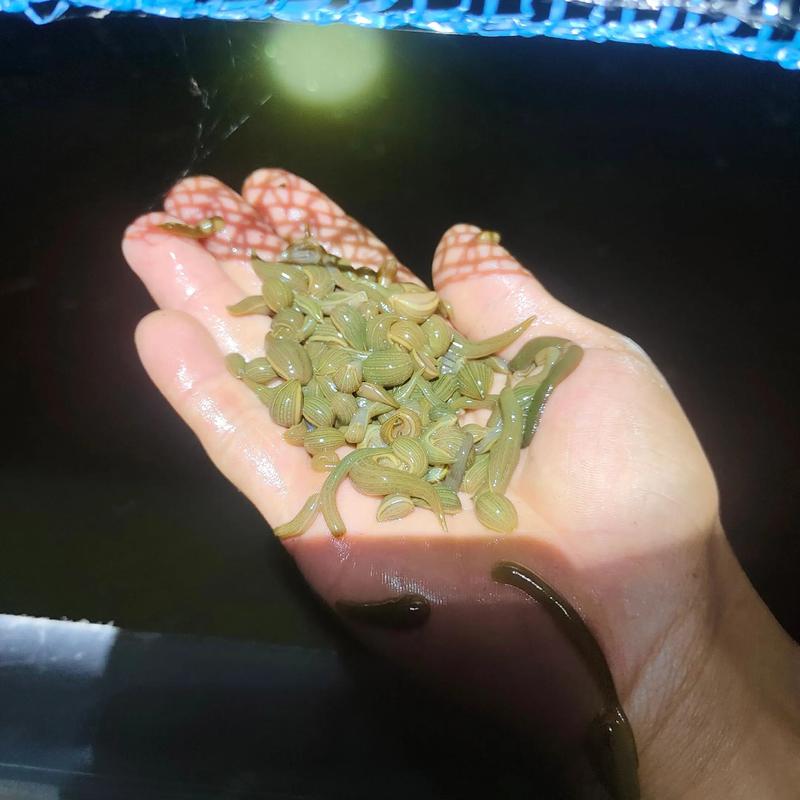 2025野生水蛭价格会涨还是跌？-图3