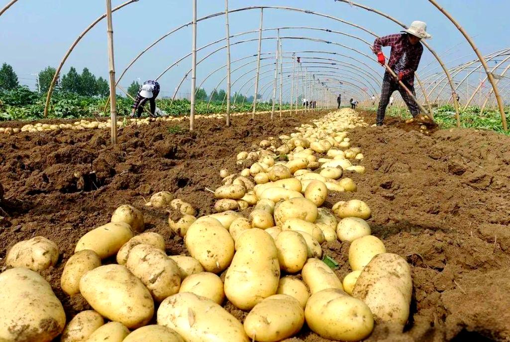 高产马铃薯种植技术视频有哪些关键要点？-图3
