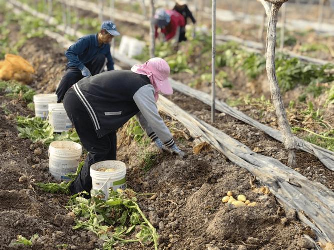 高产马铃薯种植技术视频有哪些关键要点？-图2