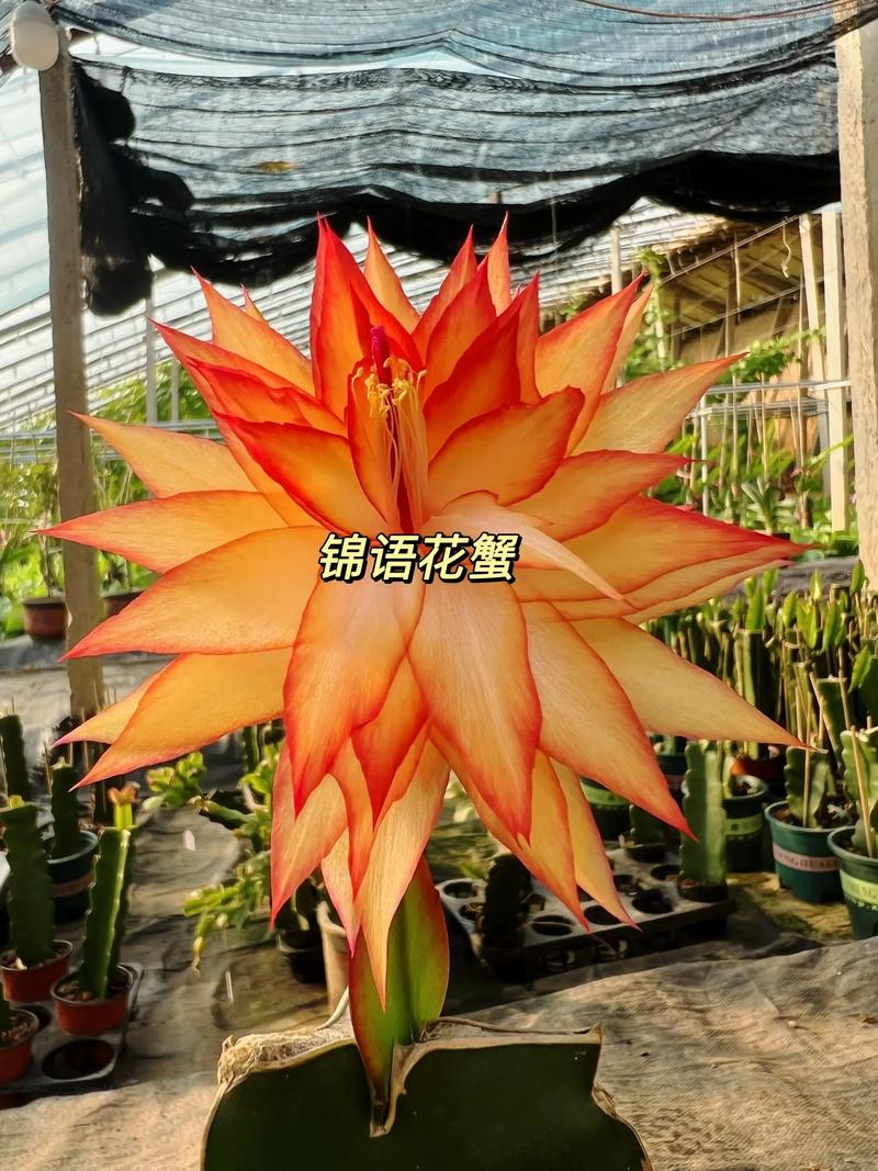 进口蟹爪兰品种图片大全有哪些?-图1 进口蟹爪兰品种图片大全有哪些?-图1