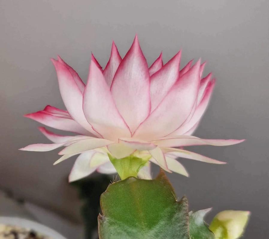 进口蟹爪兰品种图片大全有哪些?-图2 进口蟹爪兰品种图片大全有哪些?-图2