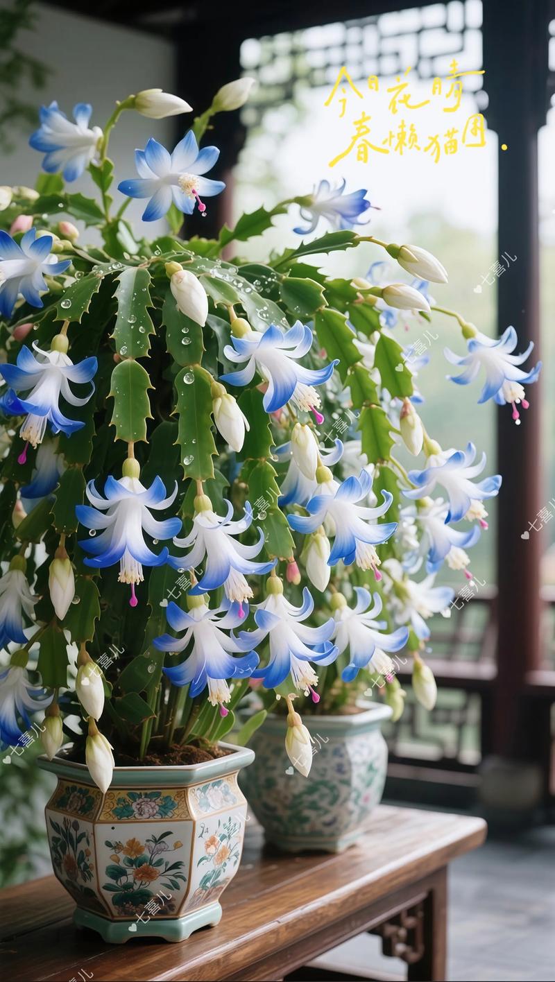 进口蟹爪兰品种图片大全有哪些?-图3 进口蟹爪兰品种图片大全有哪些?-图3