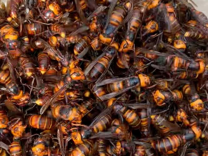 山东养中蜂，啥品种最合适？-图3