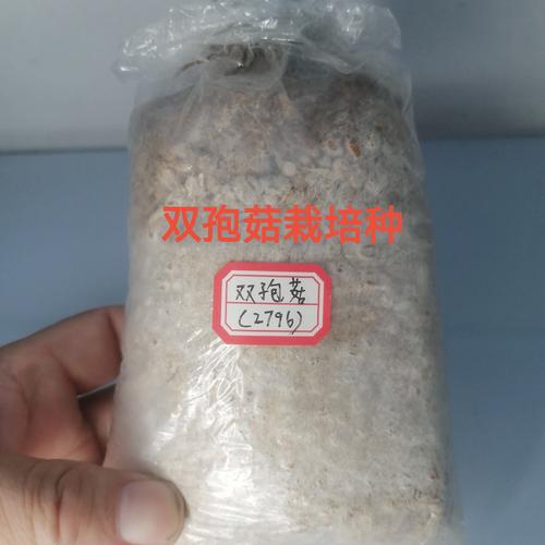 家庭如何轻松种植双孢菇？-图2