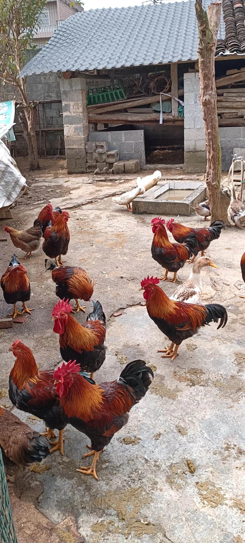 散养土鸡选啥品种最合适？-图3