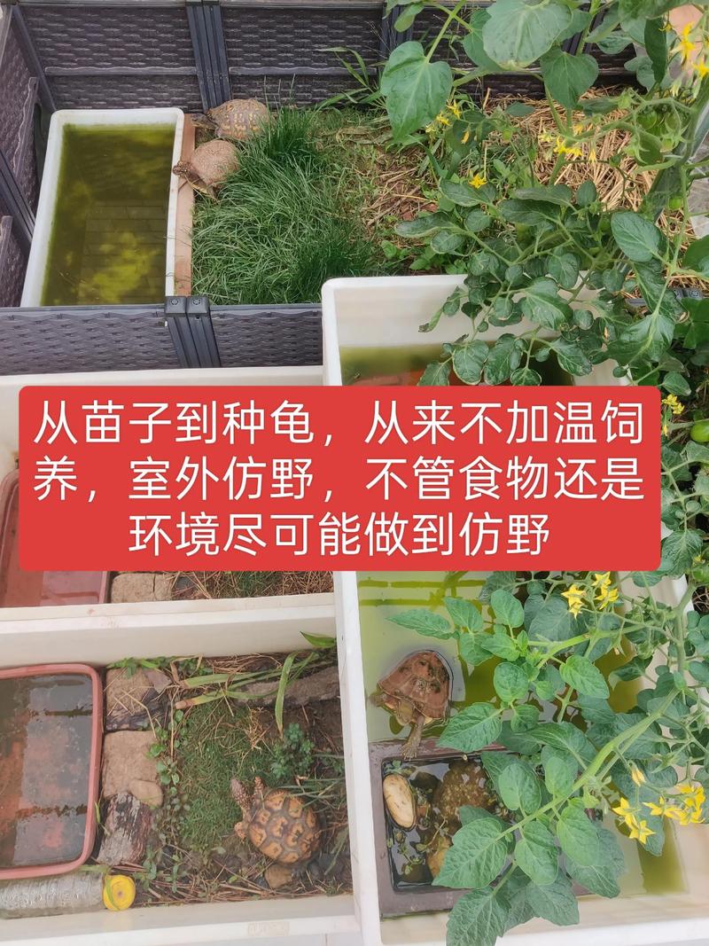 2025年石龟苗价格会涨还是跌？-图1