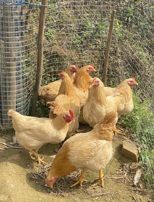 河北土鸡品种哪个好？-图2