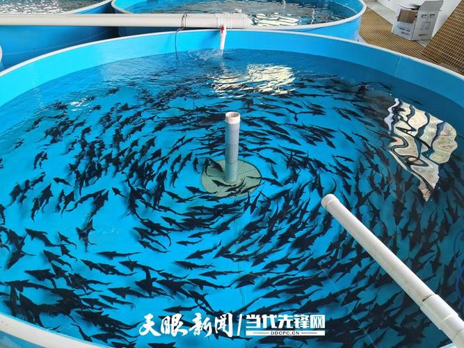 鲟鱼养殖技术QQ群能学到哪些实用技巧?-图3 鲟鱼养殖技术QQ群能学到哪些实用技巧?-图3