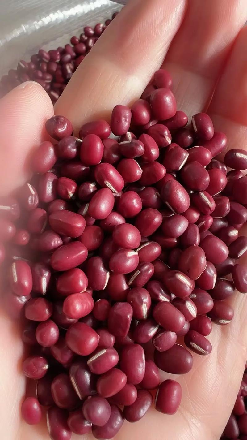 2025罗北红小豆价格会涨还是跌?-图1 2025罗北红小豆价格会涨还是跌?-图1