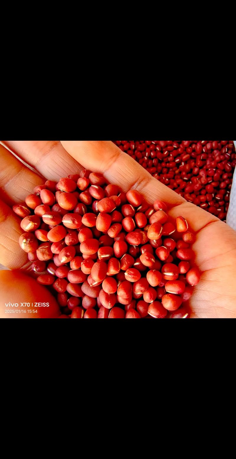 2025罗北红小豆价格会涨还是跌?-图2 2025罗北红小豆价格会涨还是跌?-图2