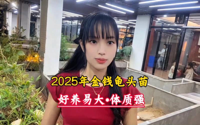 2025金钱龟幼苗价格多少？-图3