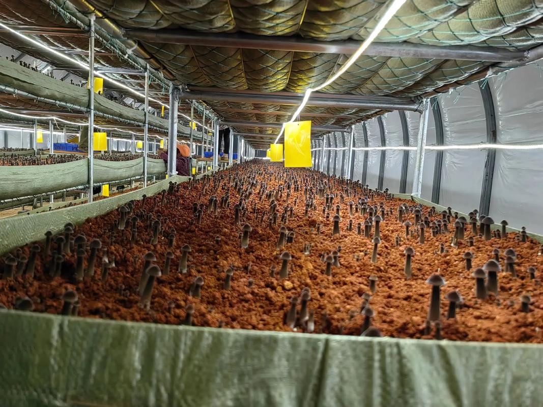 稻草如何高效栽培香菇?-图1 稻草如何高效栽培香菇?-图1