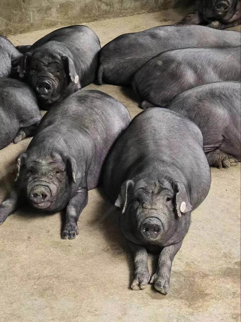 目前生长最快的黑猪品种是哪个？-图2