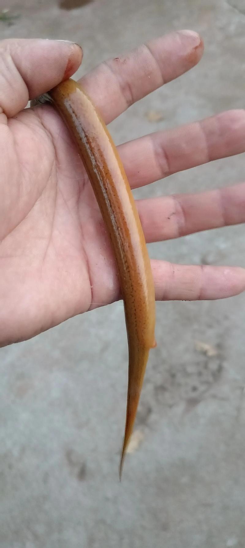 黄粉虫喂黄鳝，关键技术是什么？-图2