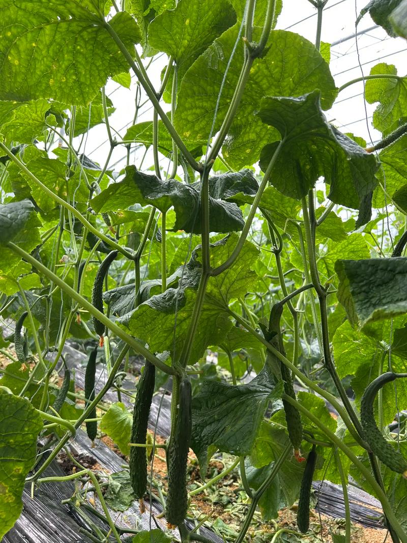 大棚黄瓜种植视频,关键技术要点有哪些?-图1 大棚黄瓜种植视频,关键技术要点有哪些?-图1