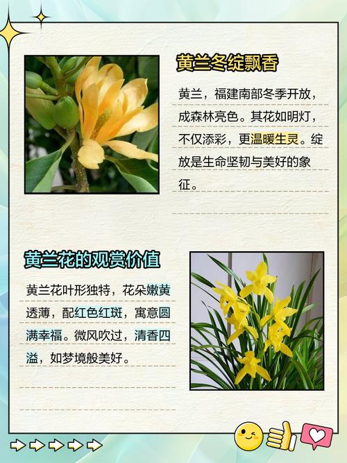 全黄叶兰草是哪个品种?-图1 全黄叶兰草是哪个品种?-图1