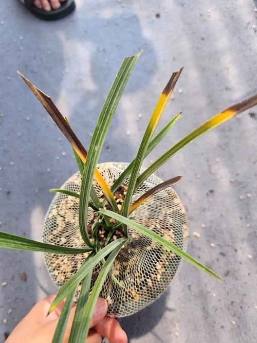 全黄叶兰草是哪个品种？-图2