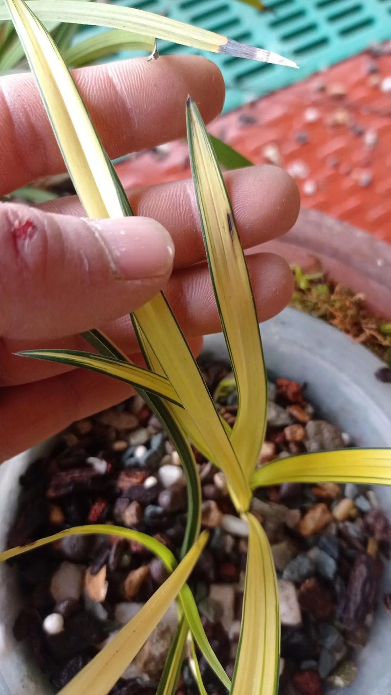 全黄叶兰草是哪个品种？-图3