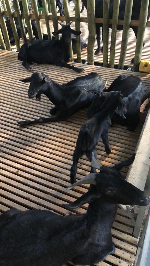 羊什么品种利润最高?-图2 羊什么品种利润最高?-图2