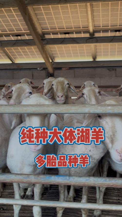 羊什么品种利润最高?-图1 羊什么品种利润最高?-图1