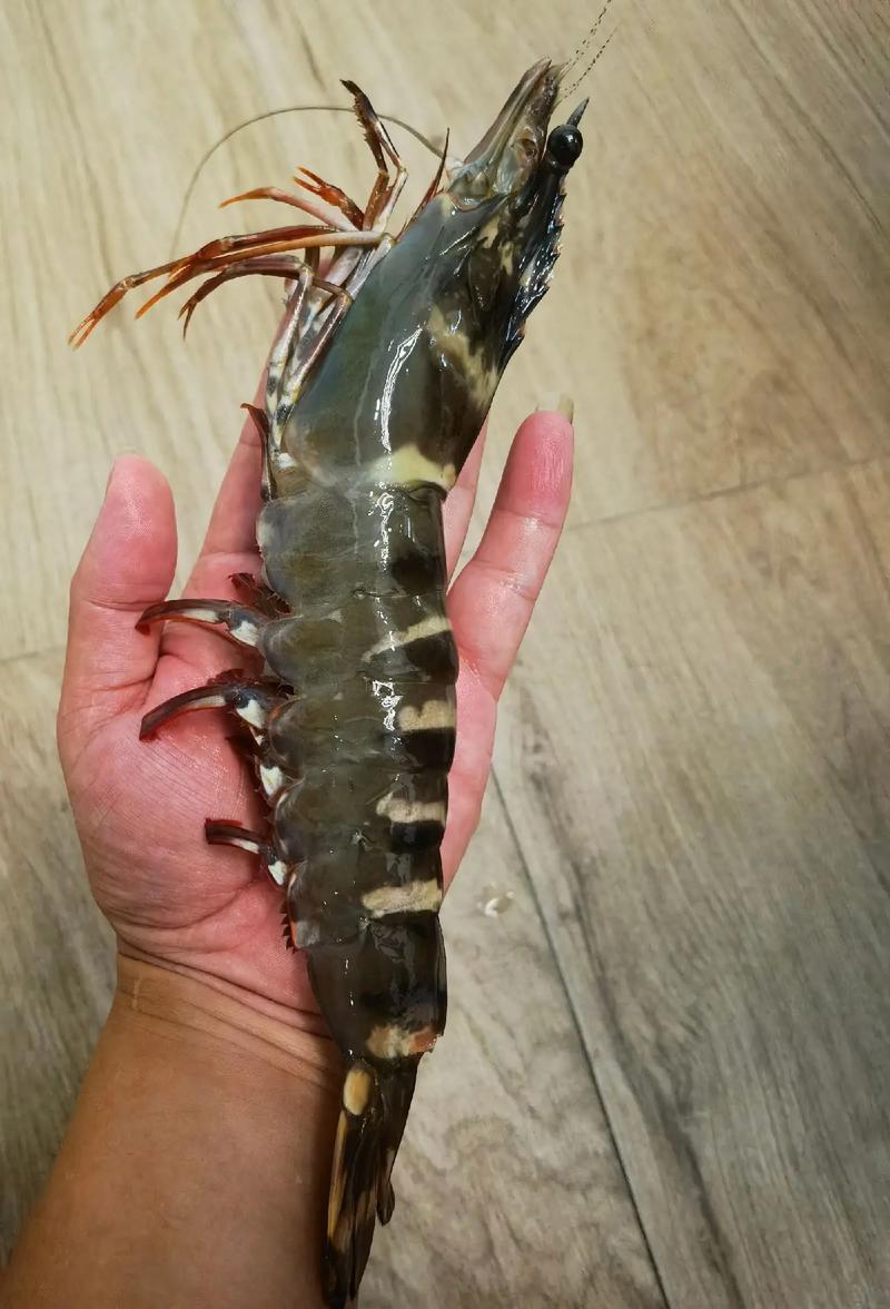 南美白对虾什么品种好?-图2 南美白对虾什么品种好?-图2