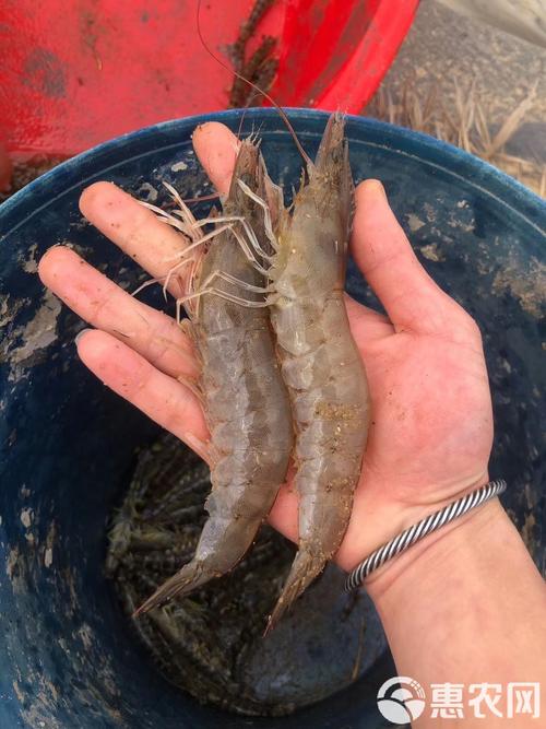 南美白对虾什么品种好？-图3