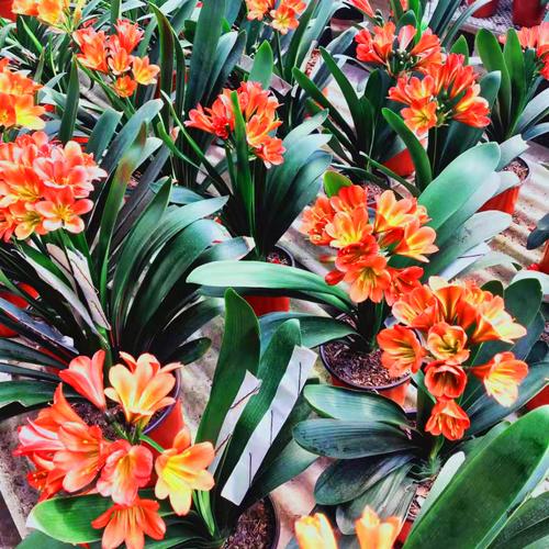 家养君子兰哪个品种好看？-图1