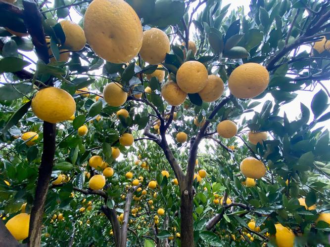 浙江适合种什么果树？-图3