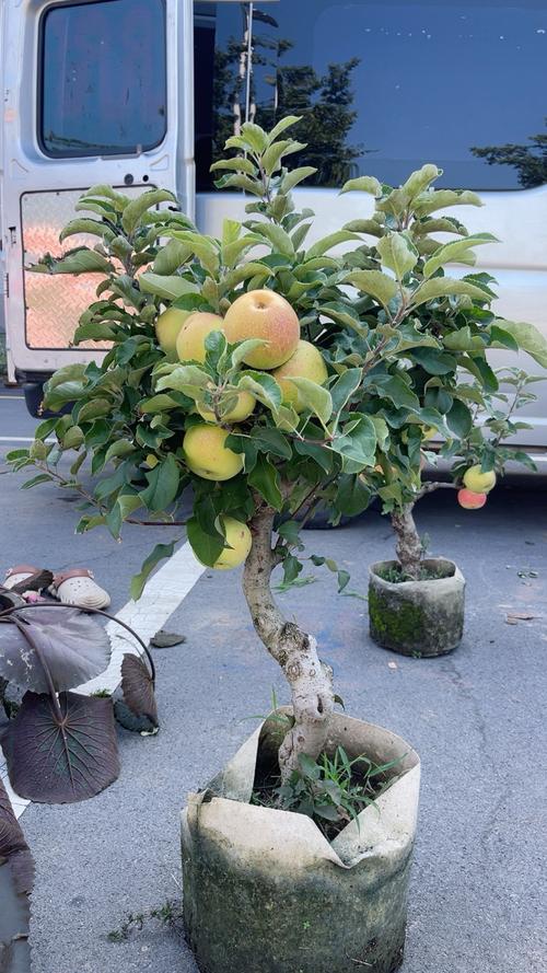 浙江适合种什么果树?-图1 浙江适合种什么果树?-图1